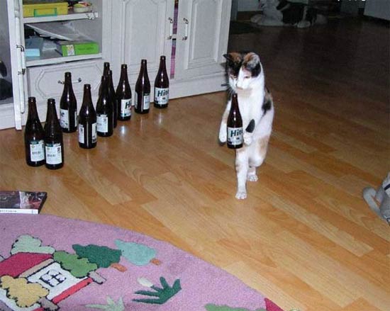 1156347250_beer_cat.jpg